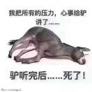 袁金库