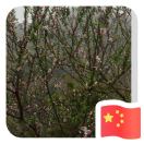洪彬锡