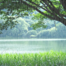 杨生