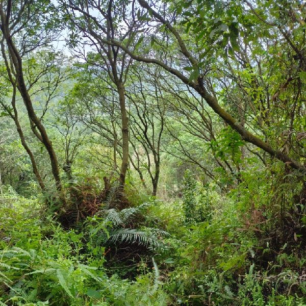麦汝鑫
