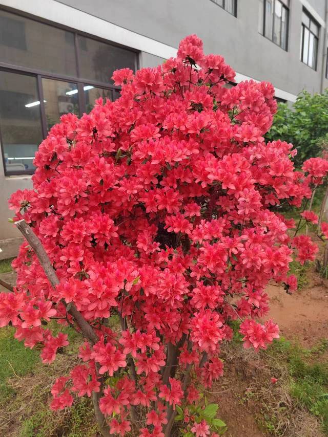 BYH赵政武